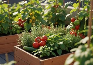 Tu huerto en diciembre: qué sembrar, cómo cuidarlo y los errores que aún puedes evitar 