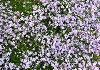 Tu jardín no necesita pasto: un experto revela las mejores plantas tapizantes para tener un espacio verde más sostenible