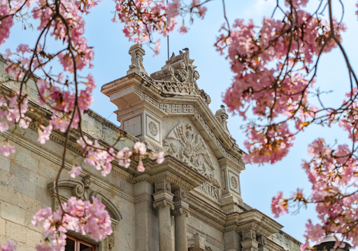 Tu jardín no tiene por qué ser gris en invierno: 5 árboles que explotan de color en el invierno de México