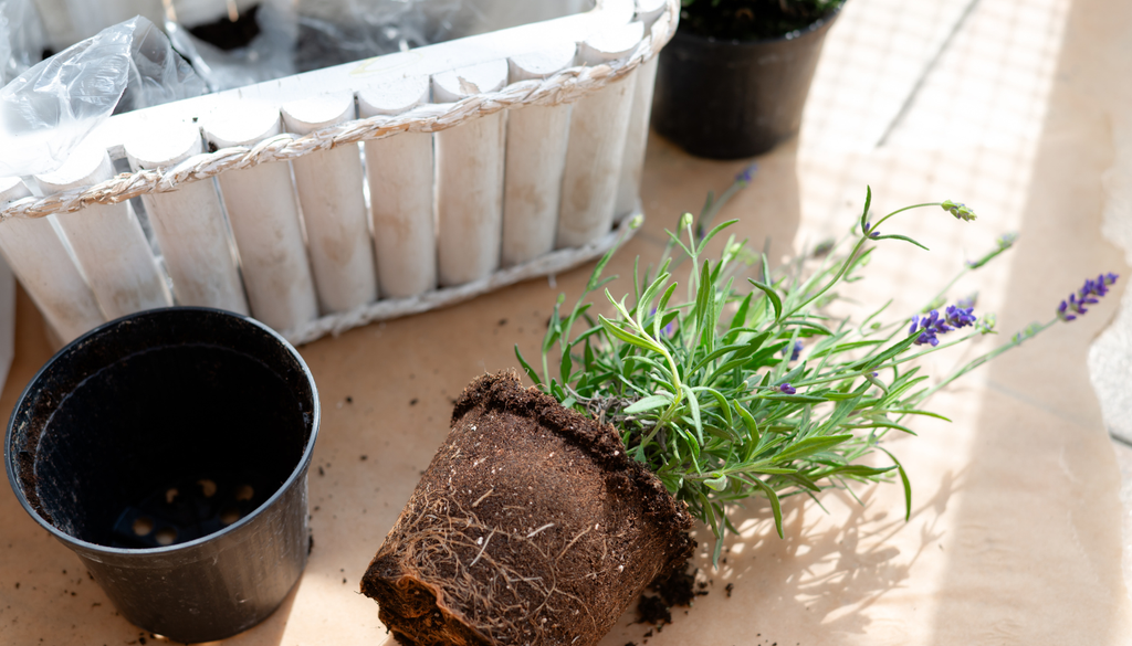 Para evitar que se acumule agua en el plato, elige una maceta con suficientes agujeros de drenaje y que sea más grande que el cepellón de la planta. Para evitar que se acumule agua en el plato, elige una maceta con suficientes agujeros de drenaje y que sea más grande que el cepellón de la planta.