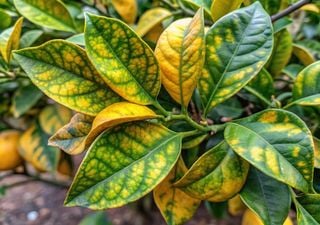 &iquest;Tu limonero est&aacute; amarillo? No es falta de agua, es que no puede &ldquo;comer&rdquo; hierro