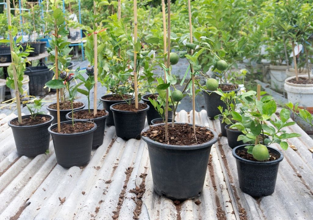 compost en limoneros