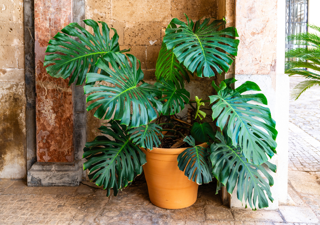 La Monstera Deliciosa puede vivir más de 40 años en interior si tiene soporte y buen trasplante periódico.
