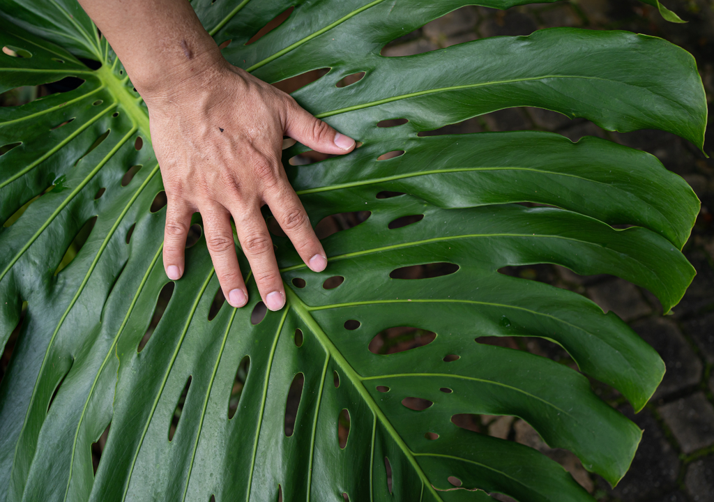 Una sola hoja fenestrada puede superar los 60 cm en condiciones óptimas.