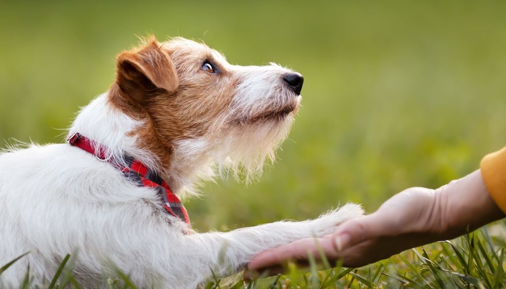 Un estudio indica que los perros saben si los humanos estamos contentos, tristes o asustados solo con ver nuestras expresiones, sin importar que nos conozcan o no.