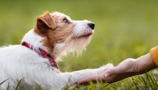 Tu perro sabe si est&aacute;s triste o asustado: la ciencia escane&oacute; su cerebro y encontr&oacute; c&oacute;mo lo detecta