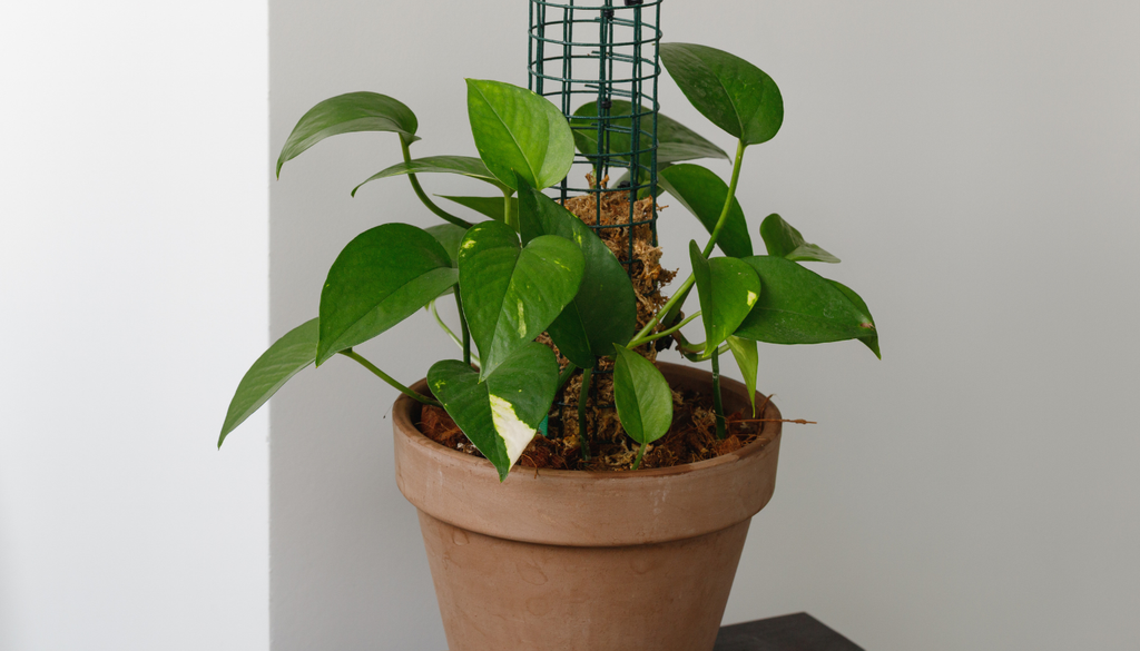 El poto, al igual que los filodendros, anturios y monsteras, pertenece a la familia Araceae. El poto, al igual que los filodendros, anturios y monsteras, pertenece a la familia Araceae.