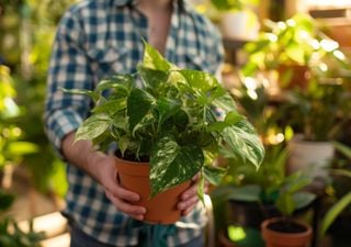 ¿Tu potus tiene hojas pequeñas? Prueba este truco para que crezcan grandes y verdes