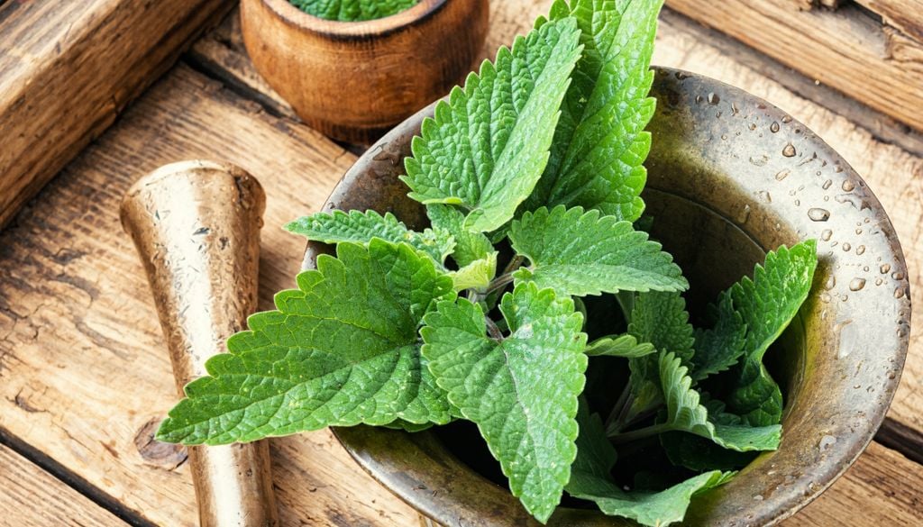 plantas Al ser una planta perenne, la melisa conserva su follaje verde y aromático durante toda la temporada invernal.