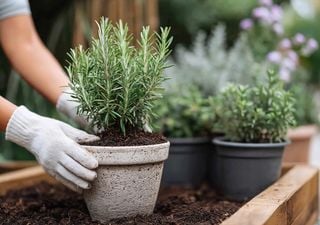 Tu romero puede estar en riesgo: los errores que no perdona y c&oacute;mo lograr que crezca fuerte