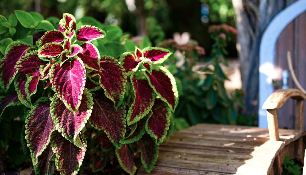 Los coleos destacan por la enorme variedad de colores y patrones disponibles, desde tonos fluorescentes hasta combinaciones casi negras.