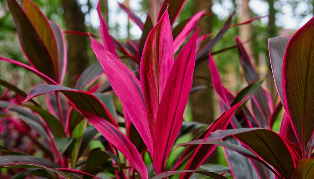 Las cordylines aportan altura, movimiento y tonos intensos que pueden mantenerse durante gran parte del año.