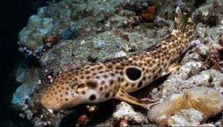 Tubar&atilde;o que &lsquo;anda&rsquo; fora d&rsquo;&aacute;gua &eacute; descoberto por cientistas na Oceania