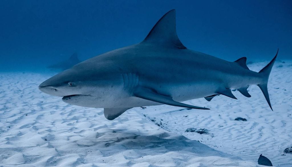 tubarão-cabeça-chata (Carcharhinus leucas) O tubarão-cabeça-chata (Carcharhinus leucas), a outra espécie envolvida no ataque.
