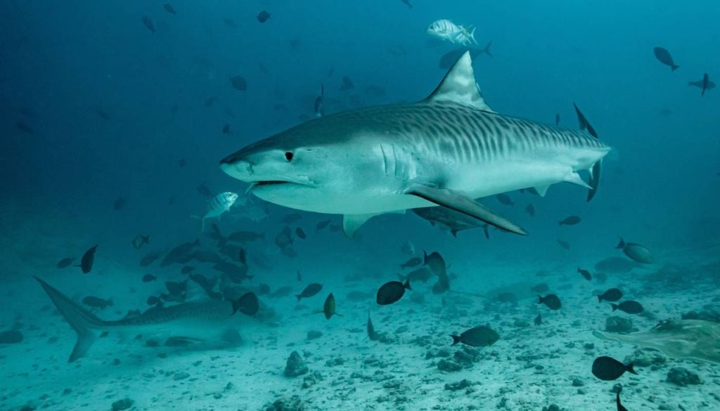 tubarão-tigre (Galeocerdo cuvier) O tubarão-tigre (Galeocerdo cuvier), uma das espécies envolvidas nos incidentes.