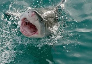 Incroyable : des requins survivent 20 ans dans un lac d'un terrain de golf ! Comment est-ce possible ?