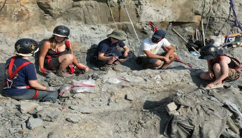 Os investigadores encontraram 45 placas ósseas da armadura natural do dinossauro, permitindo identificar o fóssil como pertencente aos Anquilossauria. Foto: Ci2Paleo/SHN
