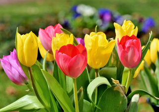 Tulipanes: La flor perfecta para cultivar en los meses fríos, una belleza de otoño-invierno