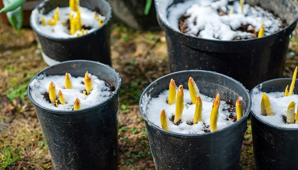 El frío invernal activa procesos internos fundamentales para que el bulbo logre desarrollar correctamente la futura flor de primavera.