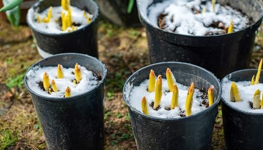 Tulipanes peque&ntilde;os y sin fuerza: los errores m&aacute;s comunes al cultivarlos en maceta