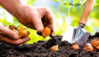 Tulipani, narcisi e tanti altri: quanto in profondit&agrave; piantare i bulbi per evitare problemi di fioritura in primavera