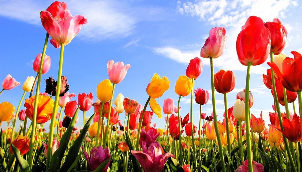 Piantare i bulbi di tulipano a 10-15 cm di profondità