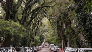 T&uacute;nel verde: veja como &eacute; a rua no Brasil eleita uma das mais bonitas do mundo