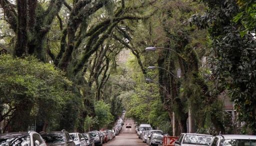 T&uacute;nel verde: veja como &eacute; a rua no Brasil eleita uma das mais bonitas do mundo