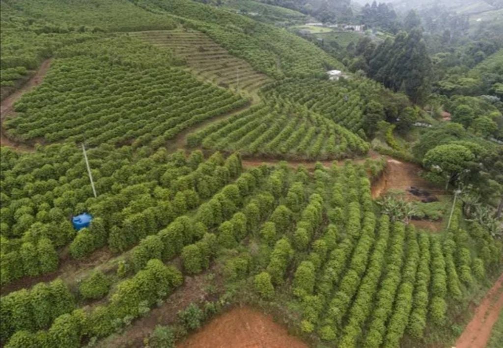 Cafezais nas encostas da Serra do Caparaó