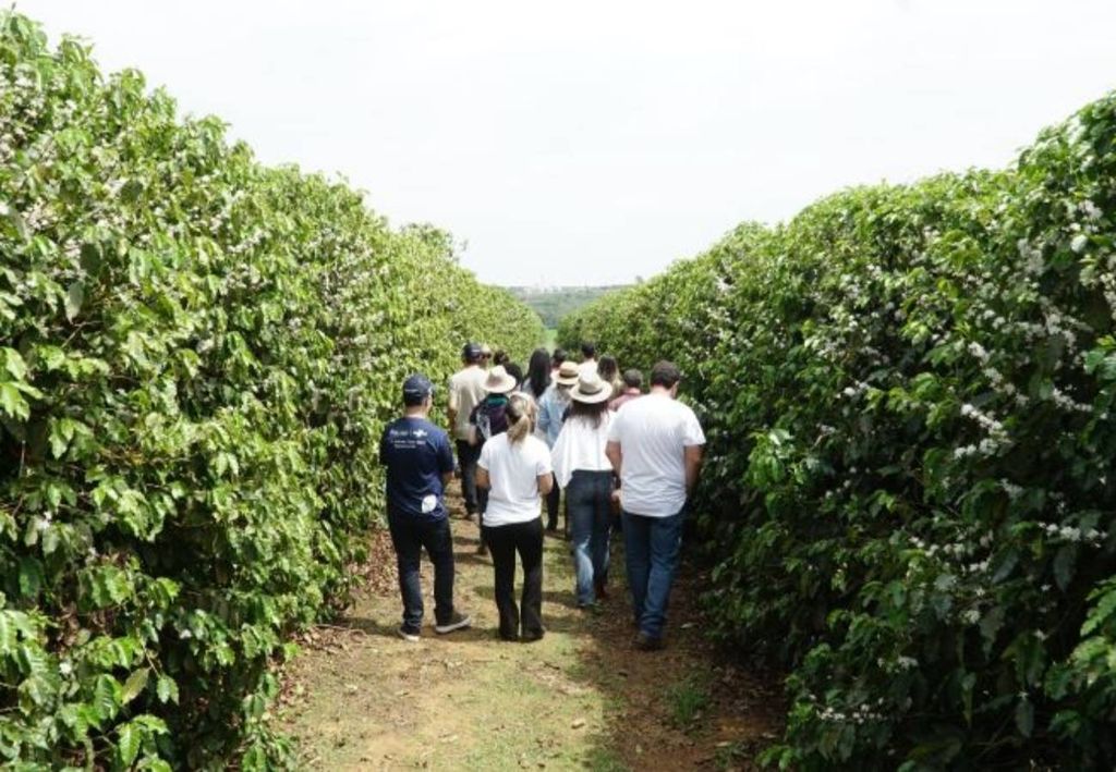 Coffee Harvest on the Cerrado Mineiro Coffee Route