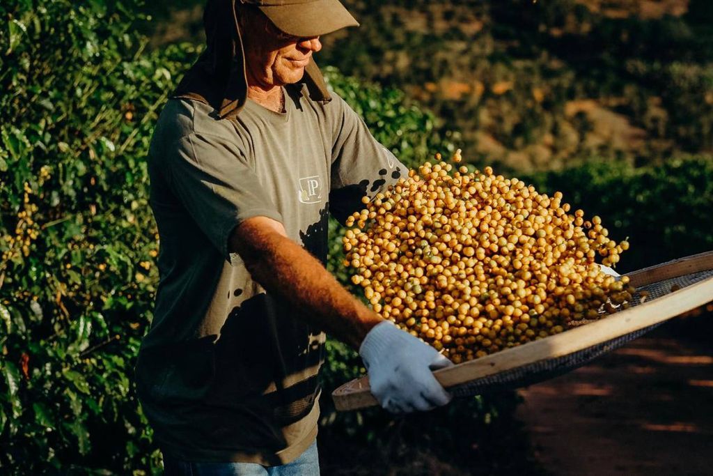 coffee, harvest, farm