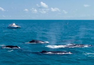 Turismo de observação: veja 4 destinos incríveis para observar animais silvestres no Brasil