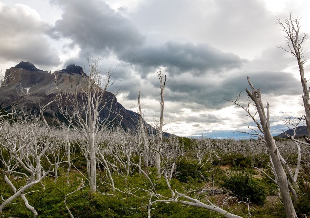 Parque Nacional Torres del Paine post el incendio que entre fines de 2011 y principios de 2012 quemó cerca de 17.000 hectáreas.