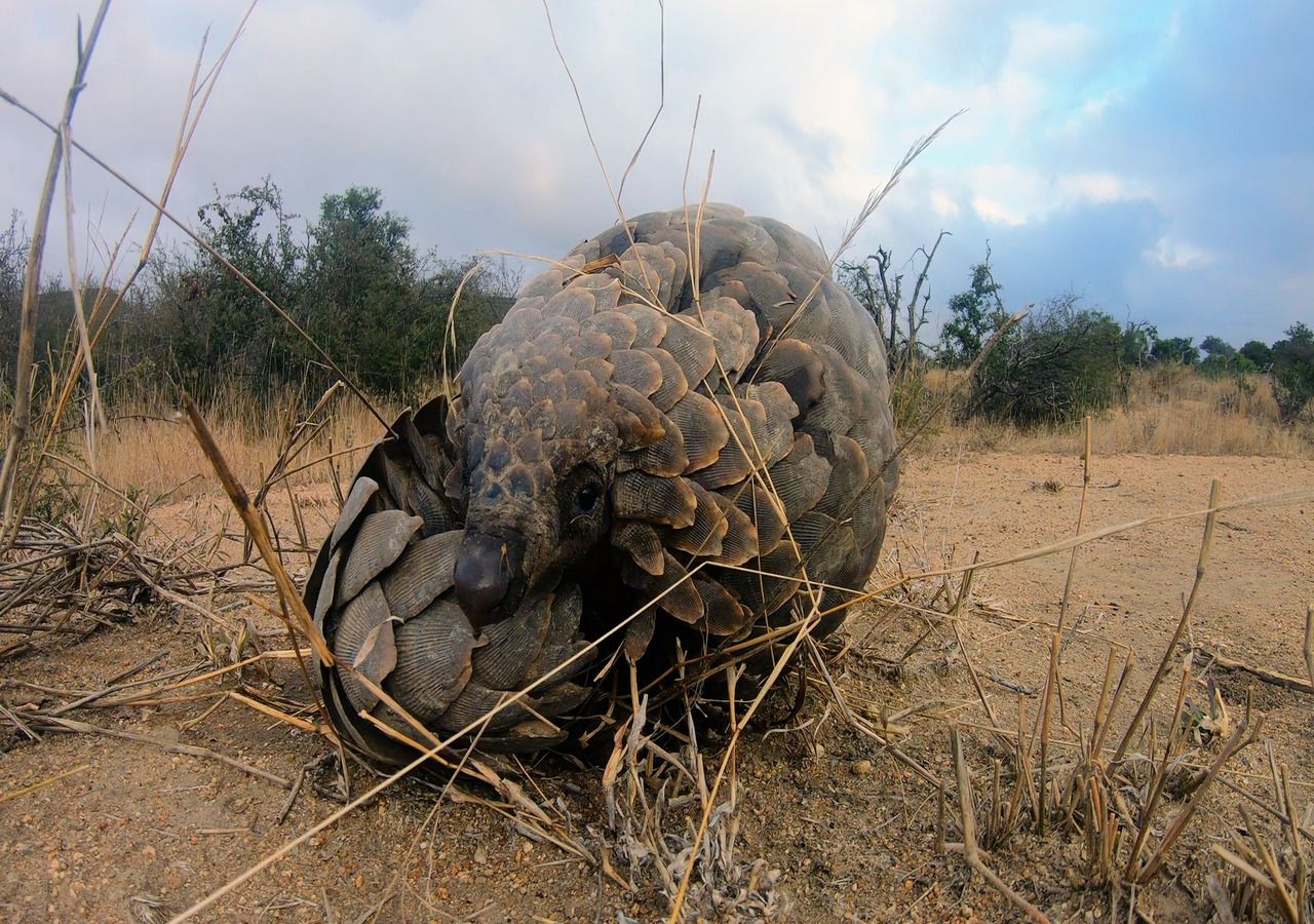 Turning science into justice - DNA evidence halts wildlife poachers