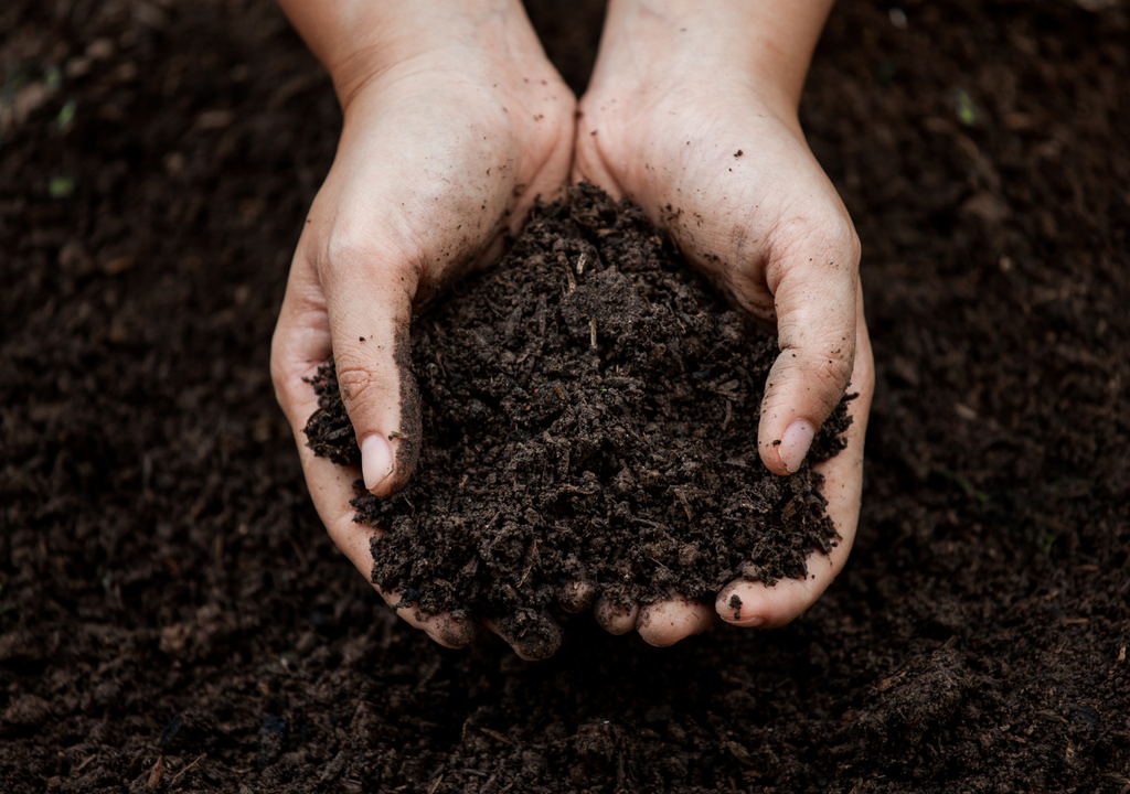 Compost La maduración del compost puede tomar entre dos y seis meses antes de que sus propiedades estén activas para nutrir los suelos fértiles.