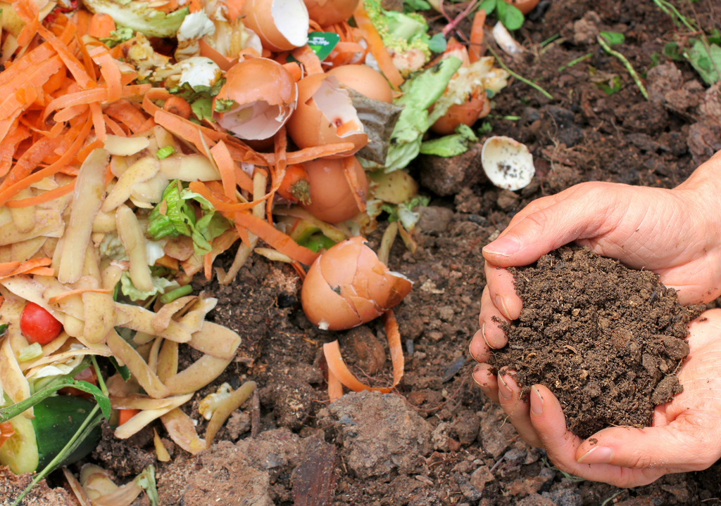 Compost El compost "viejo" o seco puede utilizarse para nutrir una nueva preparación a futuro.