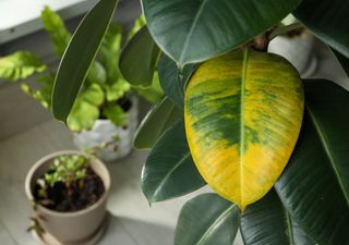 ¿Tus plantas tienen hojas amarillas? Deja de echarle agua y revisa estas otras 4 causas fatales 