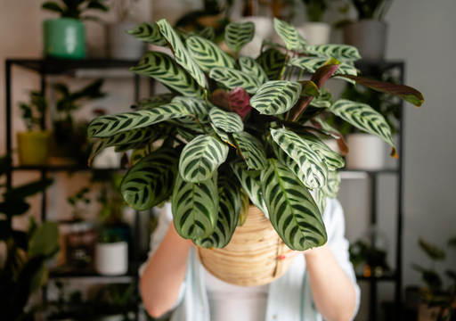 &iquest;Tus plantas tienen puntas marrones? Expertos explican por qu&eacute; no es culpa del riego