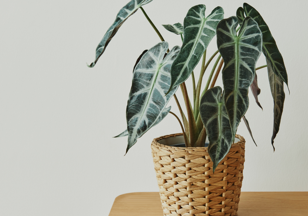 El aire acondicionado, la calefacción o los ventiladores resecan el ambiente y ello deteriora las hojas de las plantas.