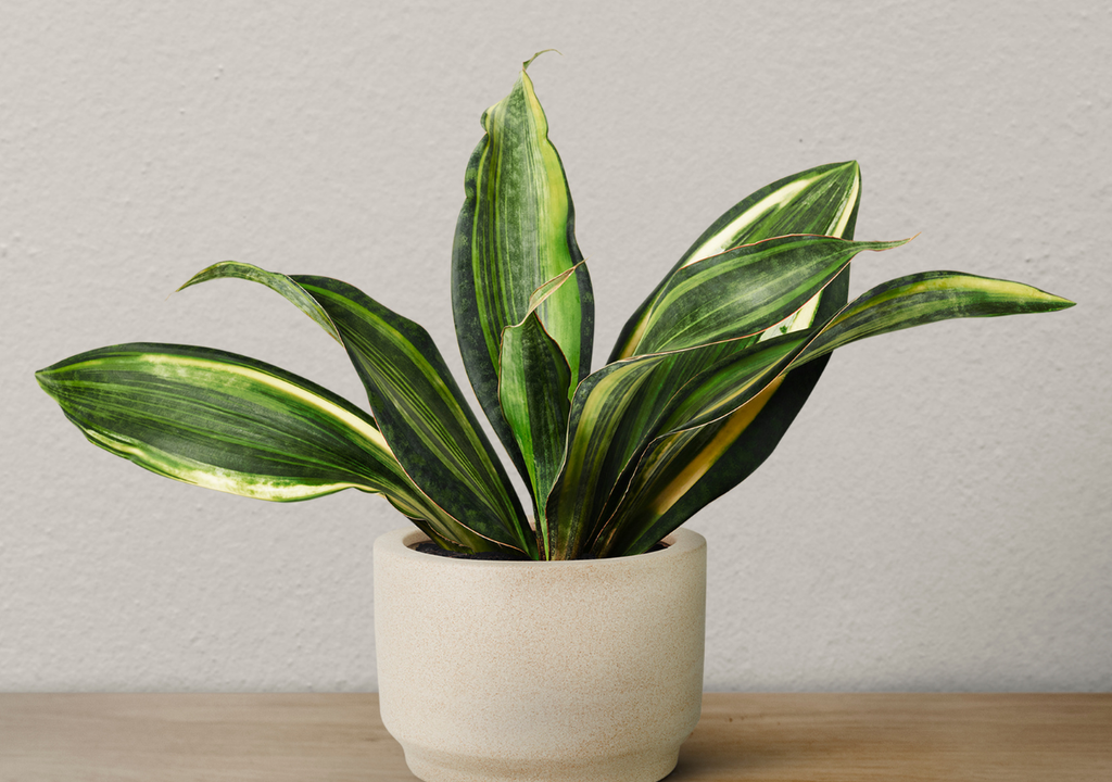 Los humificadores logran mantener los ambientes cerrados con humedad de entre 40% y 60%.