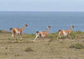 Tuvo 40.000 ovejas y qued&oacute; abandonado: incre&iacute;ble transformaci&oacute;n del rinc&oacute;n patag&oacute;nico que reabri&oacute; como santuario natural