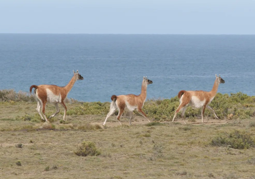 Tuvo 40.000 ovejas y qued&oacute; abandonado: incre&iacute;ble transformaci&oacute;n del rinc&oacute;n patag&oacute;nico que reabri&oacute; como santuario natural