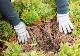 Tuyas marrones y con huecos: cómo evitar el problema más frecuente en setos 