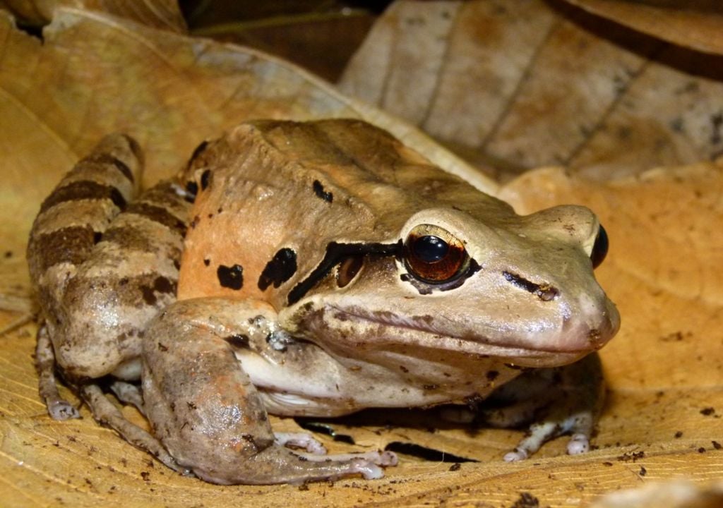 Just 21 mountain chicken frogs are left in the wild