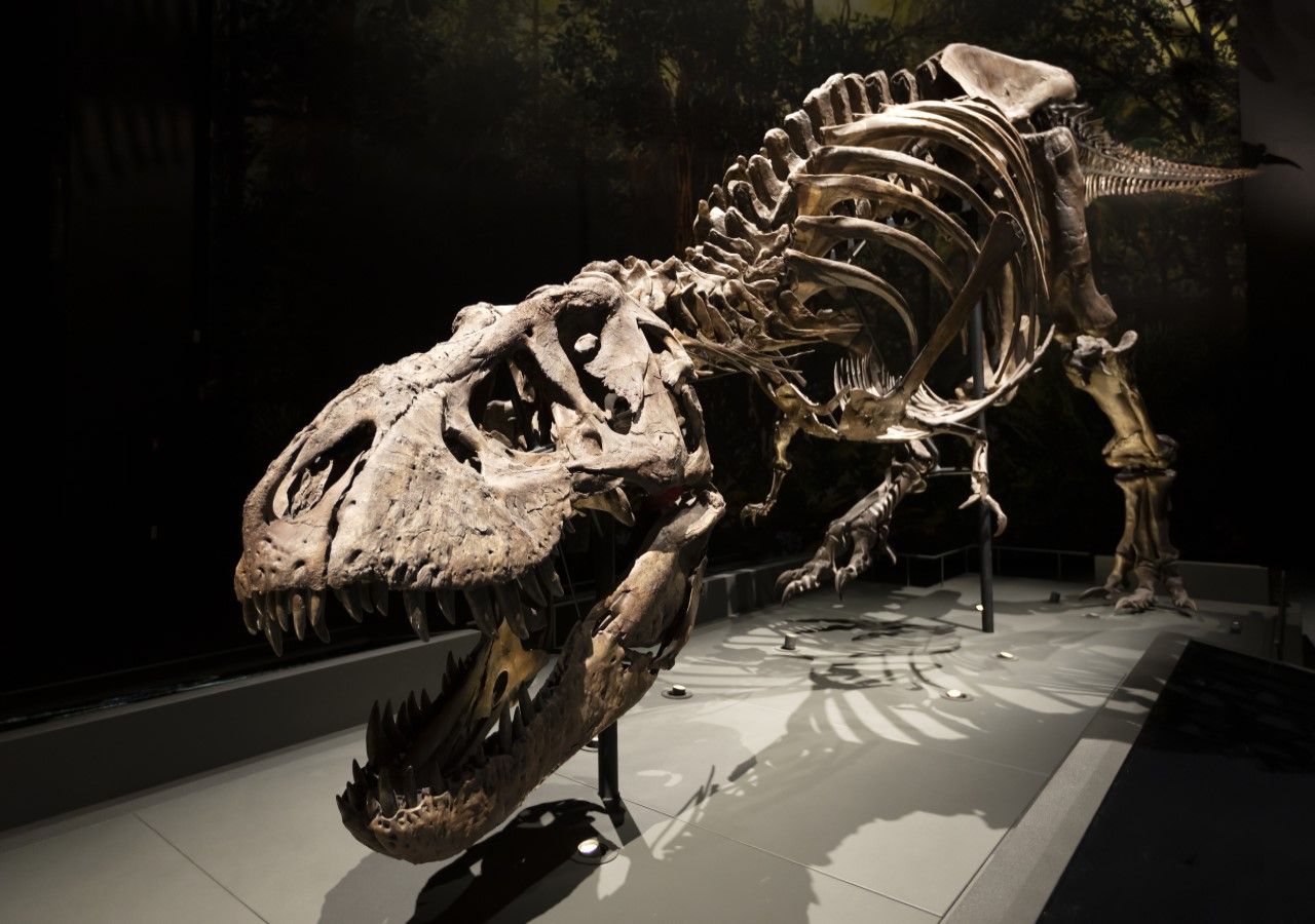 T. rex fossil is actually a species new to science, study says