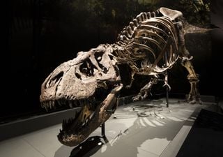 Paleontología: existieron al menos tres tipos de Tyrannosaurus Rex