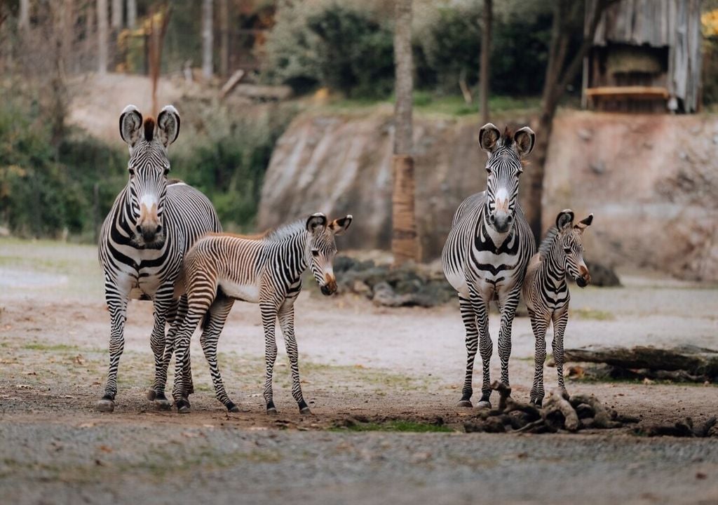 Die Analyse zeigt, dass die Fortpflanzung bei den Säugetierpopulationen in Zoos rückläufig ist, hier: das vom Aussterben bedrohte Grevyzebra (Equus grevyi). Die Analyse zeigt, dass die Fortpflanzung bei den Säugetierpopulationen in Zoos rückläufig ist, hier: das vom Aussterben bedrohte Grevyzebra (Equus grevyi). Bild: Tim Benz/Zoo Zürich