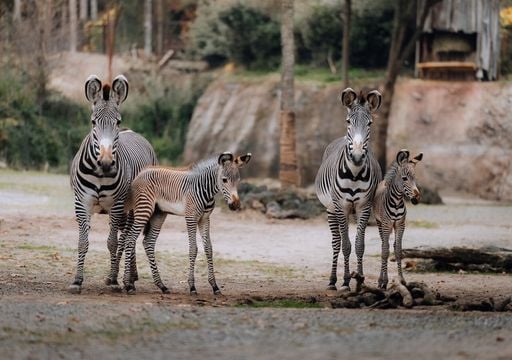 &Uuml;beralterte Zoobest&auml;nde: Warum das schlecht f&uuml;r die Tiere und schlecht f&uuml;r den Artenschutz ist