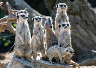 Überleben im geschützten Raum: Jungtiere, die unter Anleitung lernen, meistern Risiken am besten