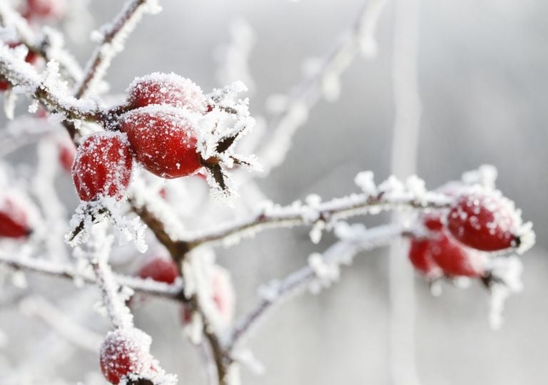 Kältewelle: Der erste Frost kommt!
